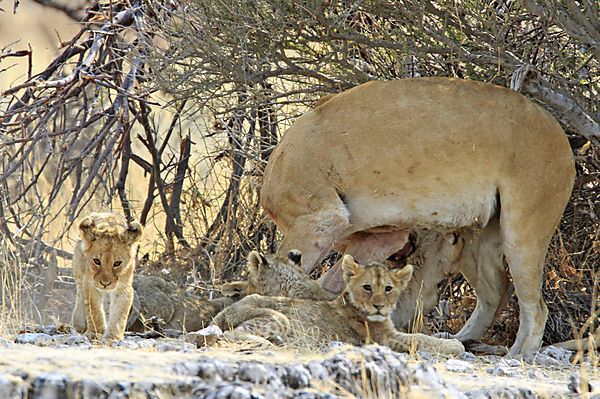 Lioness with 3 cubs