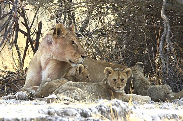 Lioness with 3 cubs take 2