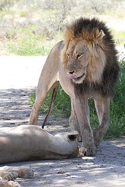 Lions
