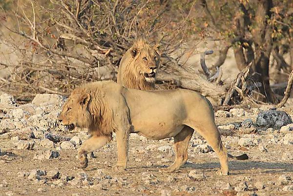 Lions at wterhole