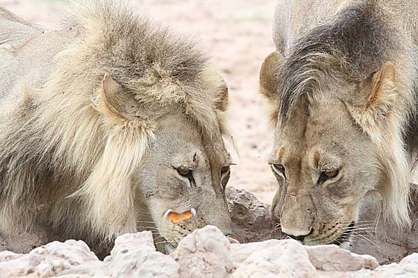 Lions drinking