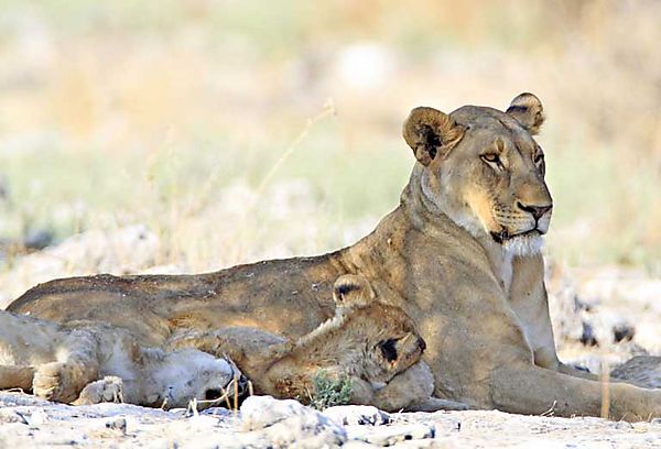 Lions etosha 2