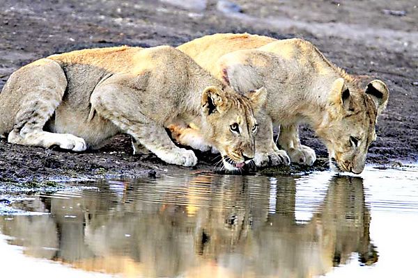 lions etosha reflections 2