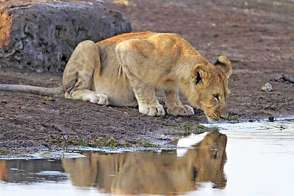 Lions etosha 3 reflections