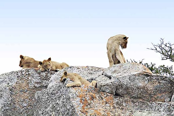 Lions on a rock