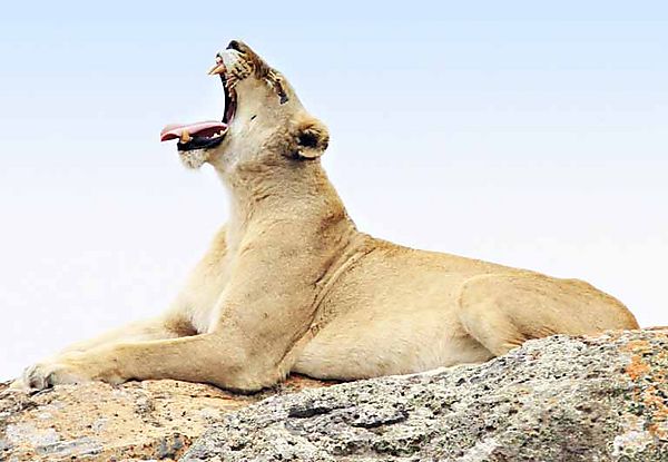 Lions on a rock in Kruger (6)