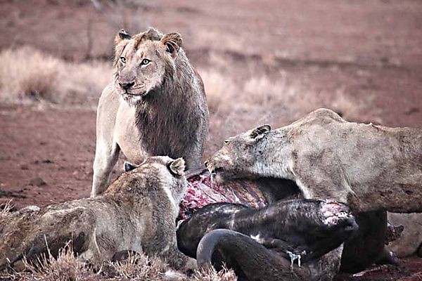 Lions on Cape outside Satara 1