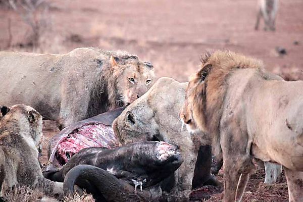 Lions on Cape outside Satara 2