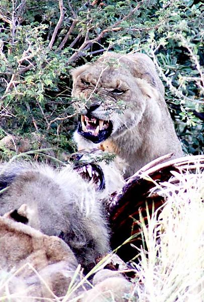 Lions on kill 2