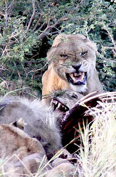 Lions on kill 1