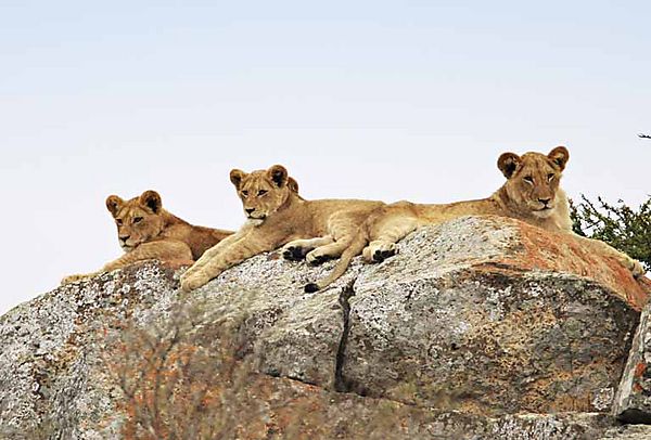 Lions on the rocks