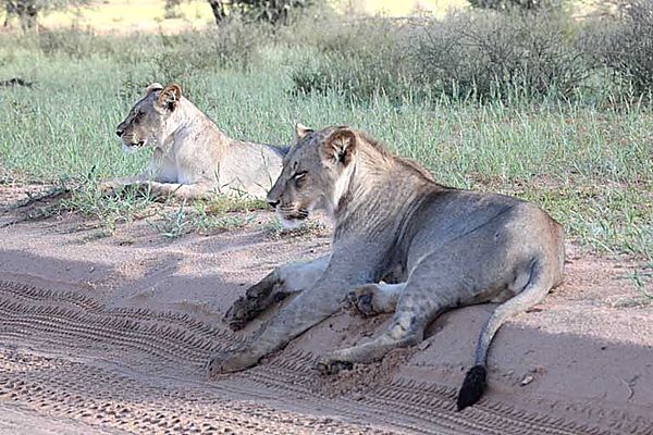 Lions on the side of the road