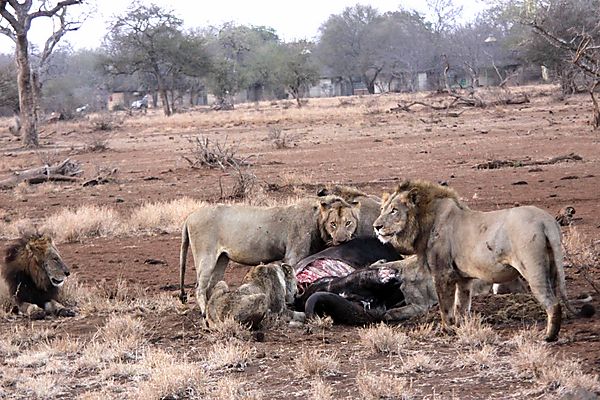 Lions outside Satara 1