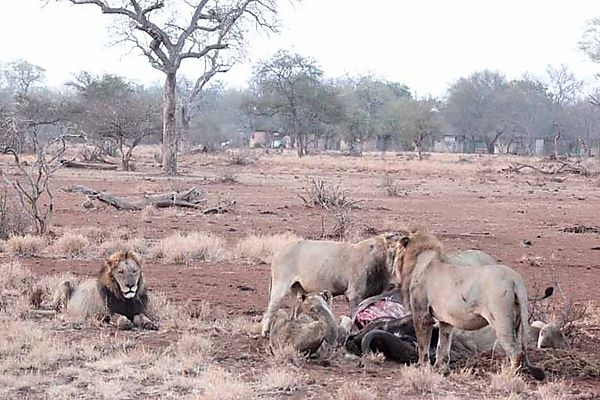 Lions outside Satara 3