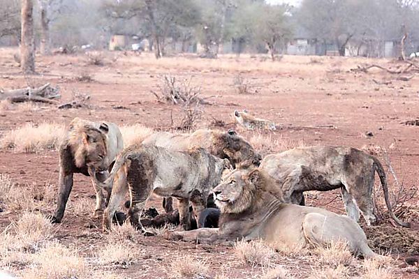 Lions outside Satara 4