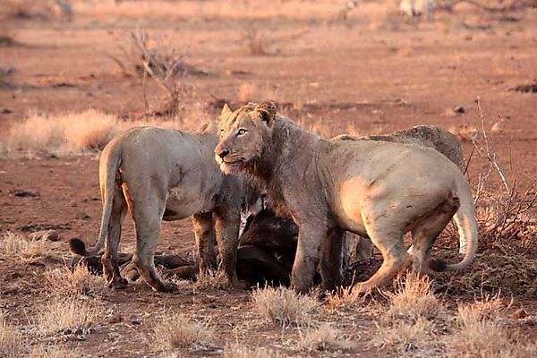 Lions outside Satara