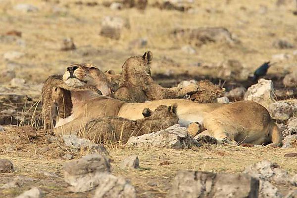 Lions playtime with Mom