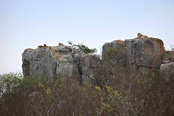 lions son rock 1
