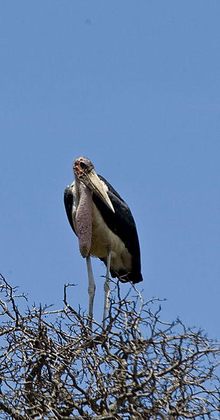 Marabou Stork In Tree