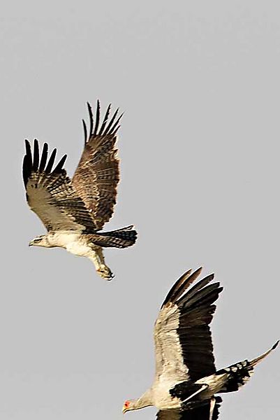 Martial and Secretary bird 1