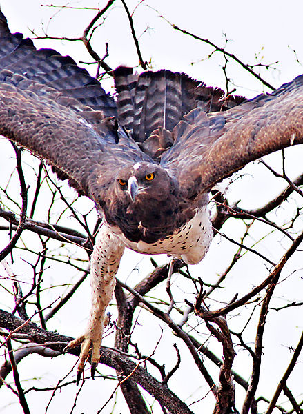Martial Eagle