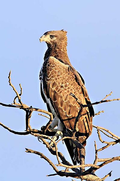 Martial Eagle