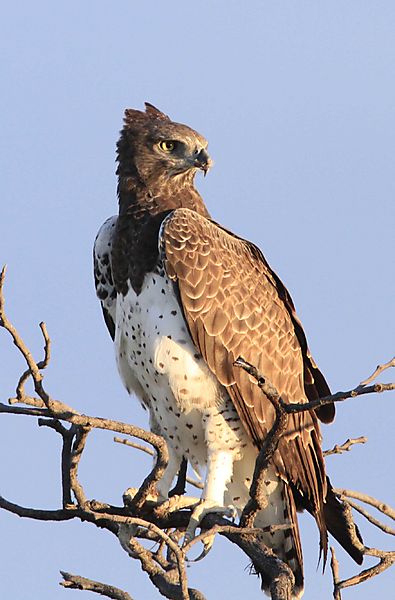 Martial eagle 3