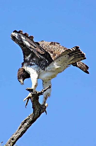 Martial Eagle 4