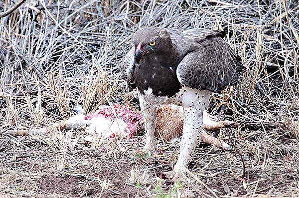 Martial Eagle on bushbuck