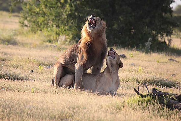 Mating Lions