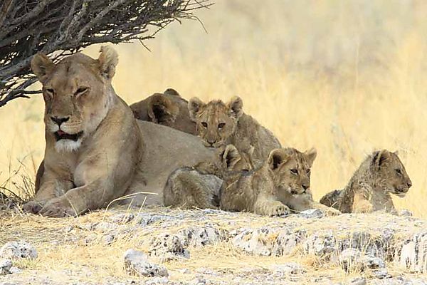 Mom and Cubs