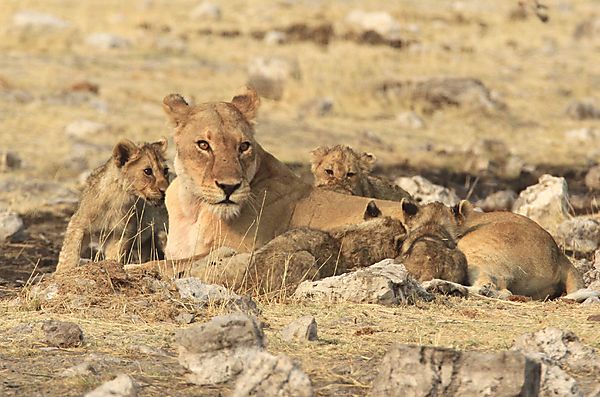 Mom and kids