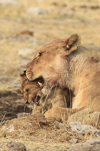 Mom playing with kids