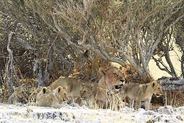 Mom with 6 cubs