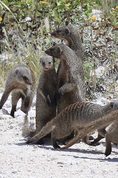 Mongoose 2