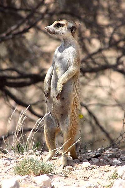 Mongoose