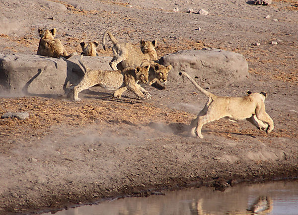 More Chudop cubs 2