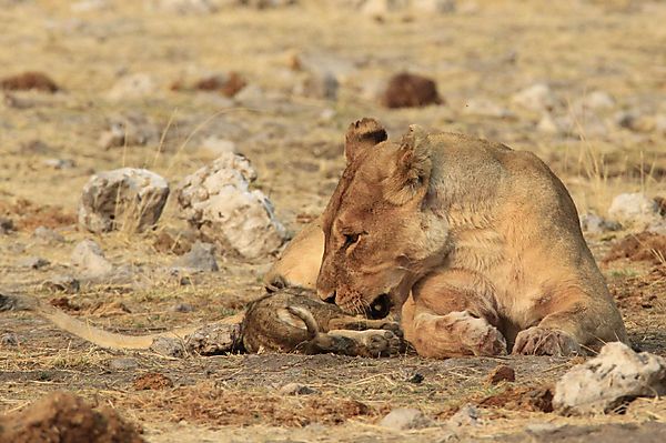 Mothers Love