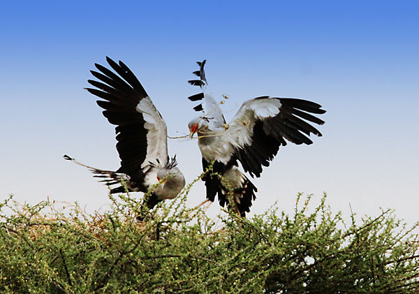 Nest Making