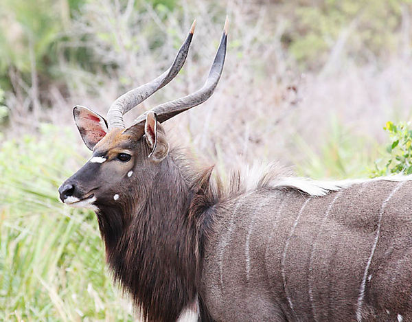 Nyala Bull