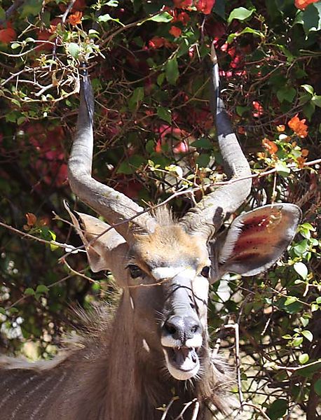 Nyala Eating Flowers