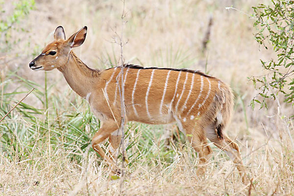 Nyala Ewe