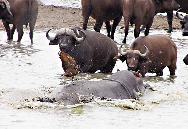 One Hippo Hundreds Of Buffalo