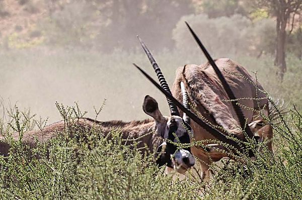 Oryx fighting