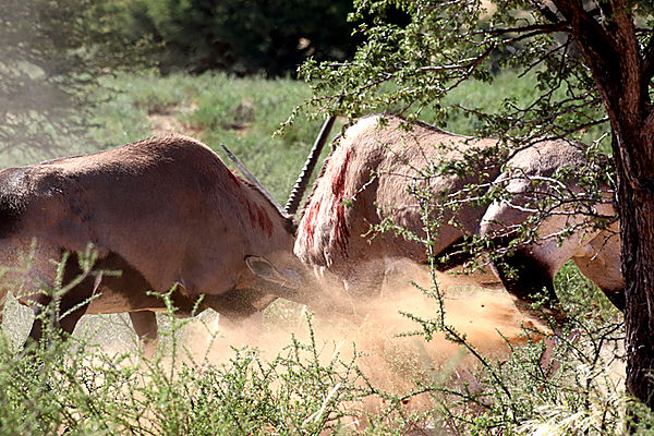 Oryx fighting two