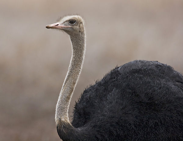 Ostrich