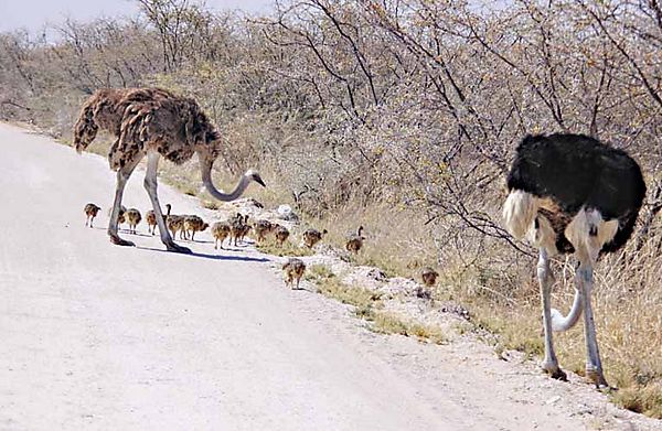 Ostrich