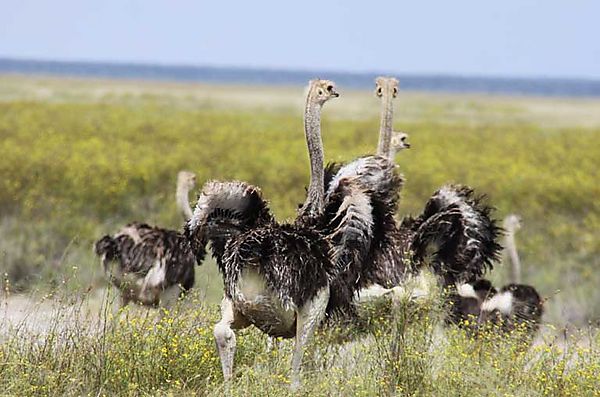 Ostrich 1