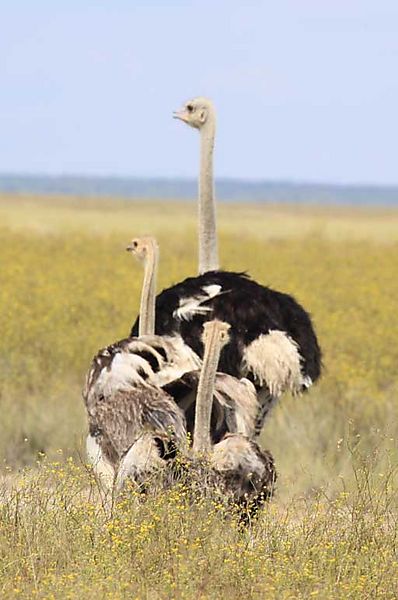 Ostrich 2