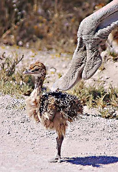 Ostrich Chick